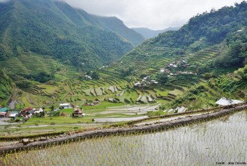 Rizières philippines