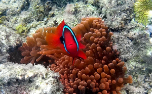 poisson clown balicasag philippines