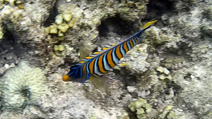 snorkeling poissons balicasag philippines