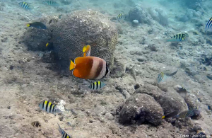 snorkeling poissons balicasag philippines