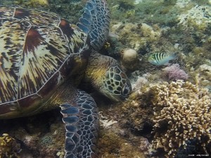 Apo island siquijor philippines