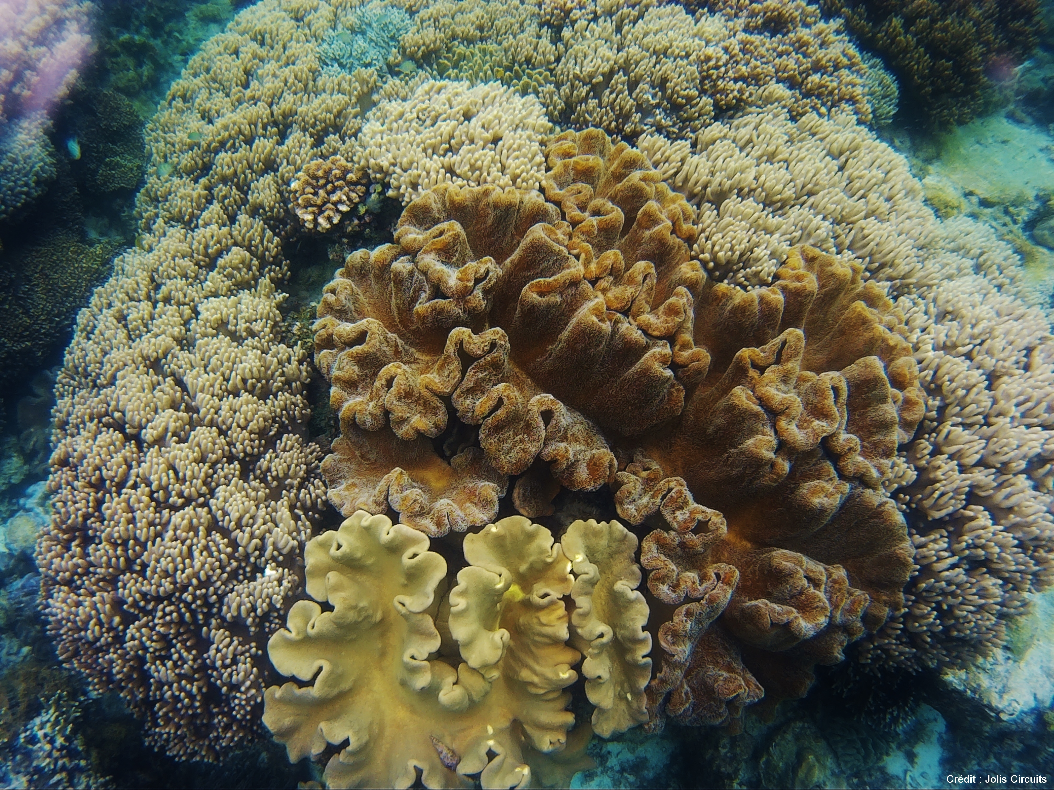 coraux Apo island philippines