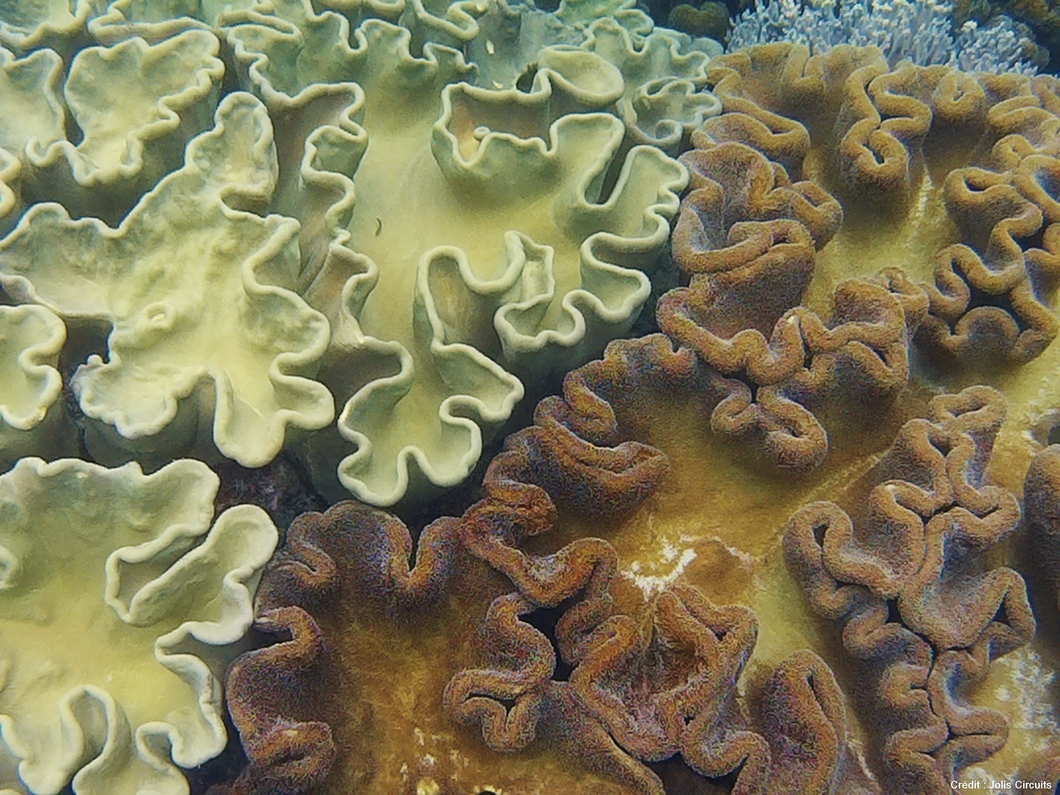 coraux Apo island philippines