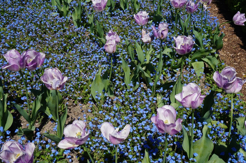 fleurs musée des impressionnismes giverny