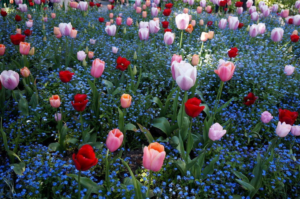 le clos normand maison de monet giverny