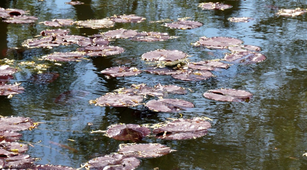 jardin d'eau fondation monet giverny