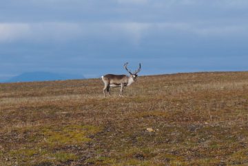 kayak svalbard arctique challenge renne