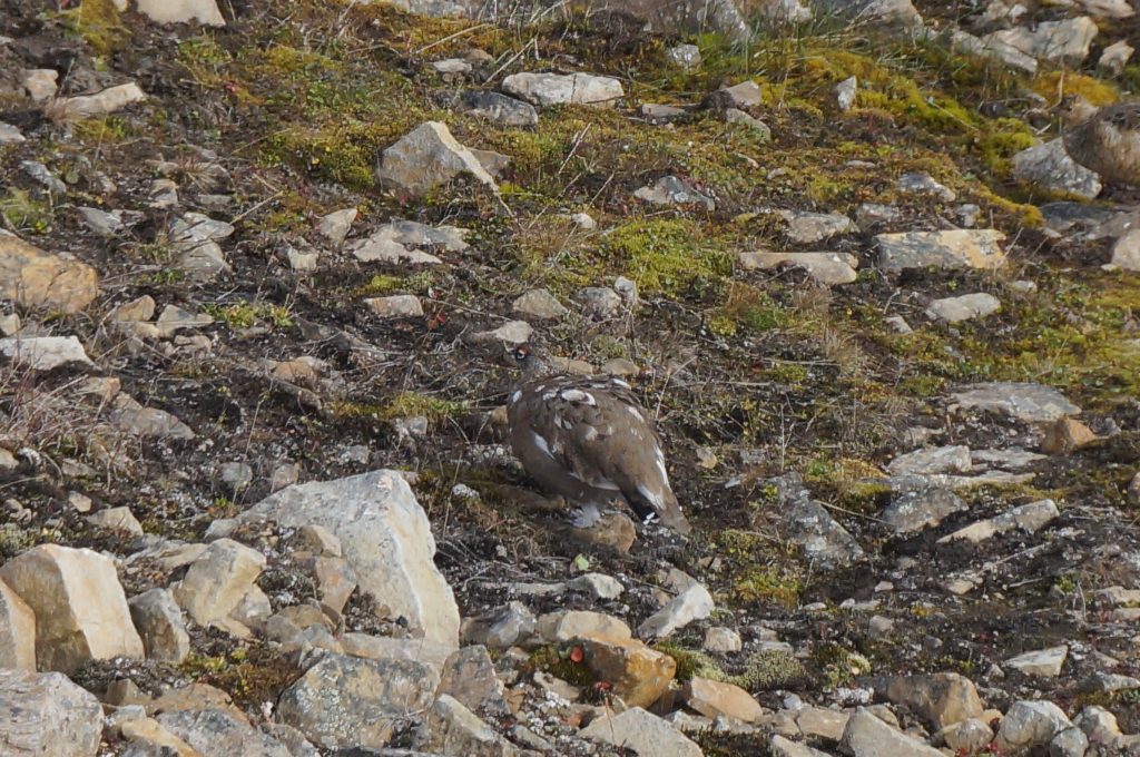 kayak svalbard arctique challenge oiseaux