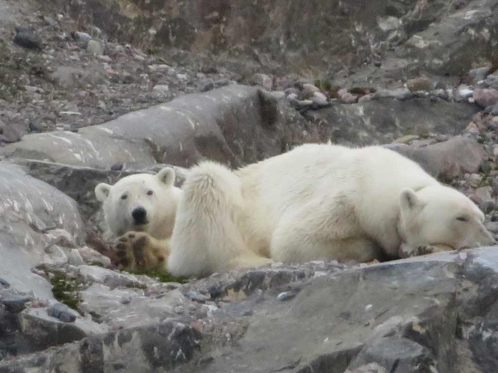 ours polaire svalbard norvege