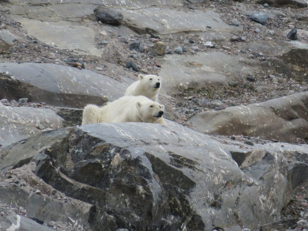 ours polaire svalbard norvege