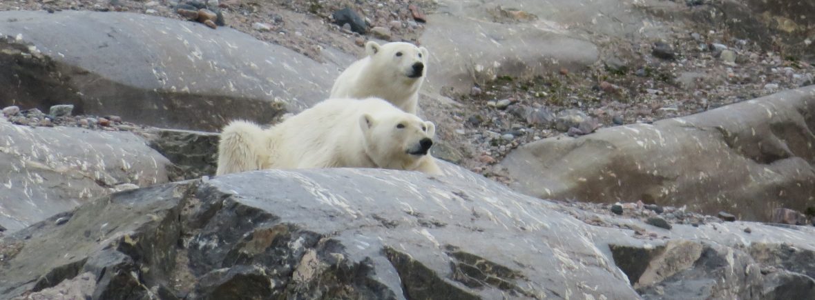 ours polaire svalbard norvege