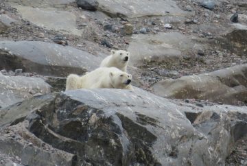 ours polaire svalbard norvege