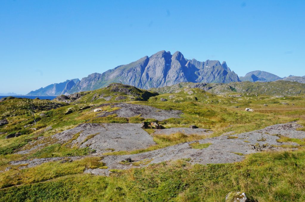 Lofoten norvege mouton nesland