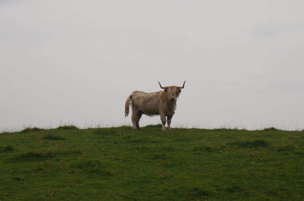 vache ecosse île de skye