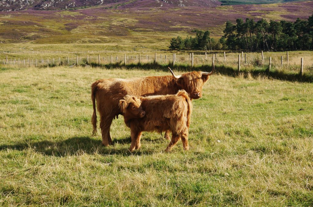 vache ecosse highland