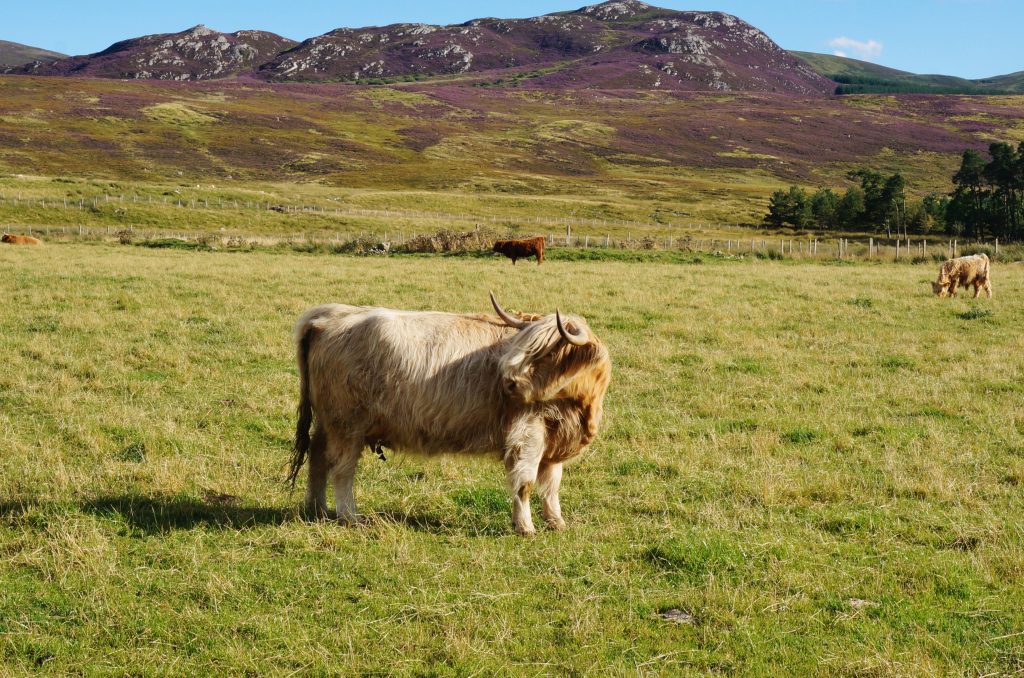 vache ecosse highland