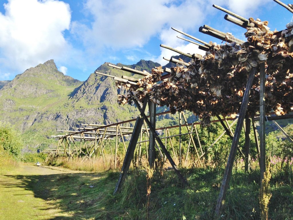 morue qui seche norvege lofoten