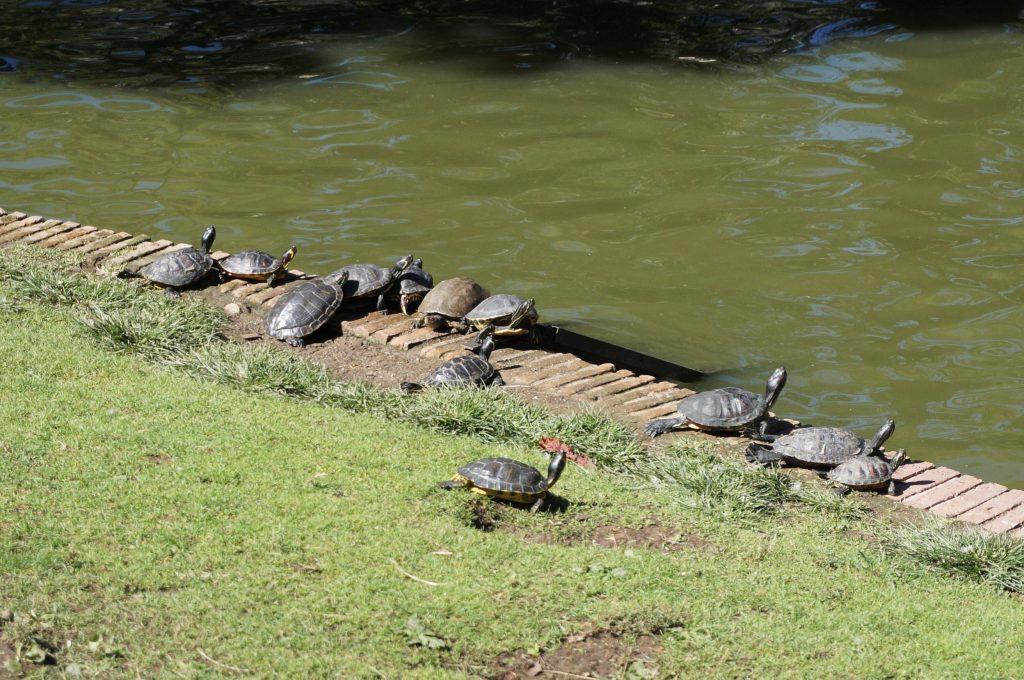 madrid espagne parque del retiro palacio de cristal tortues