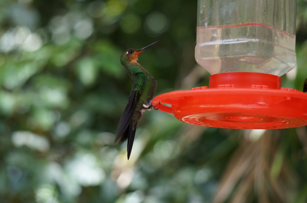 colibris costa rica Monteverde