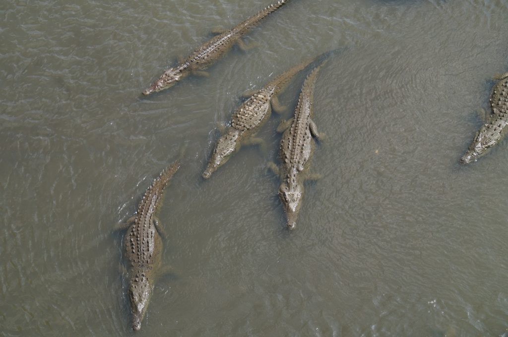 crocodiles tarcoles costa rica