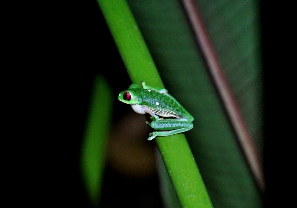 Grenouille verte aux yeux rouges - Corcovado - Costa rica