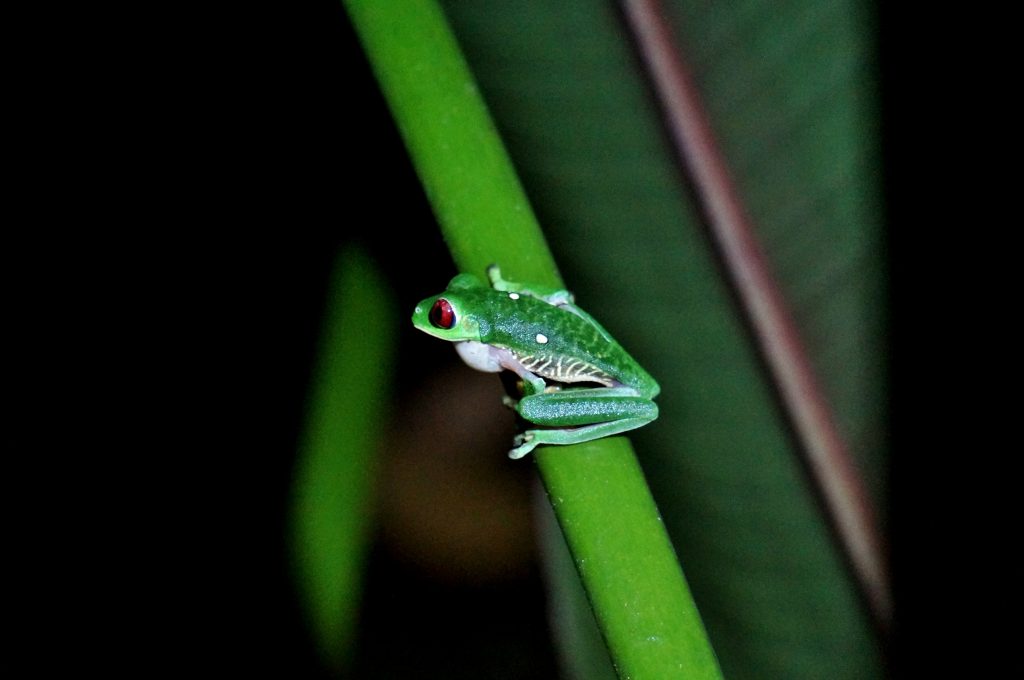 grenouille - randonnée nocturne corcovado - bahia drake - costa rica