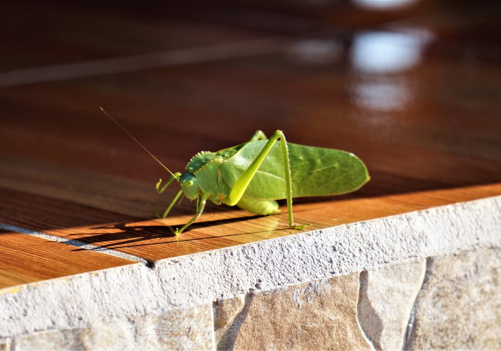 Sauterelle feuille - Costa rica