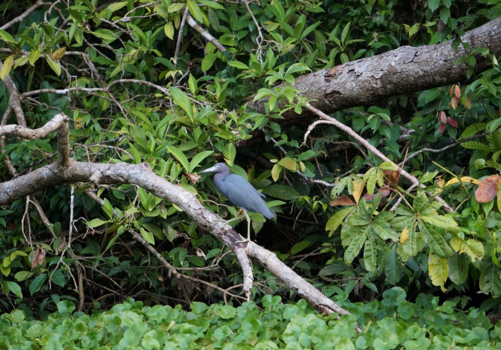 Héron bleu tortuguero - costa rica