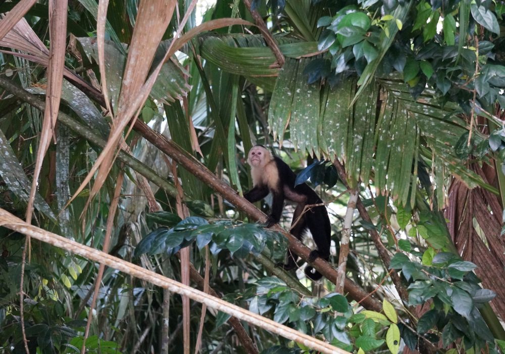 Singe capucin tortuguero - costa rica