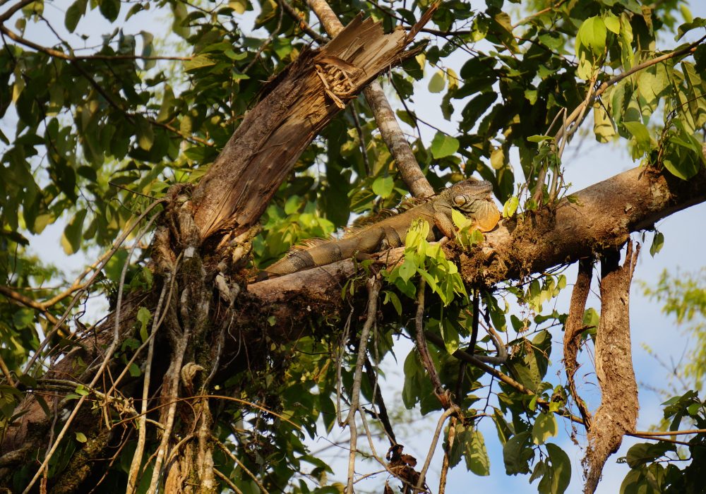 Iguane tortuguero - costa rica