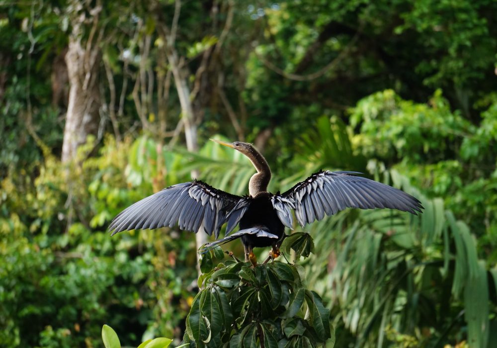 oiseau Anhinga Tortuguero - costa rica