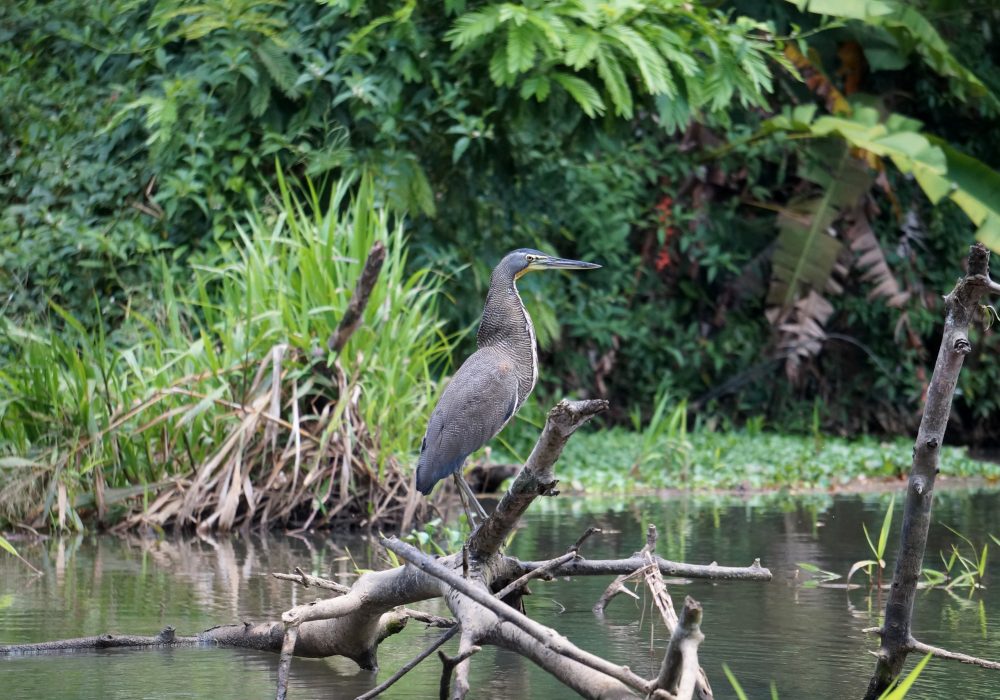 héron tigré Tortuguero - costa rica