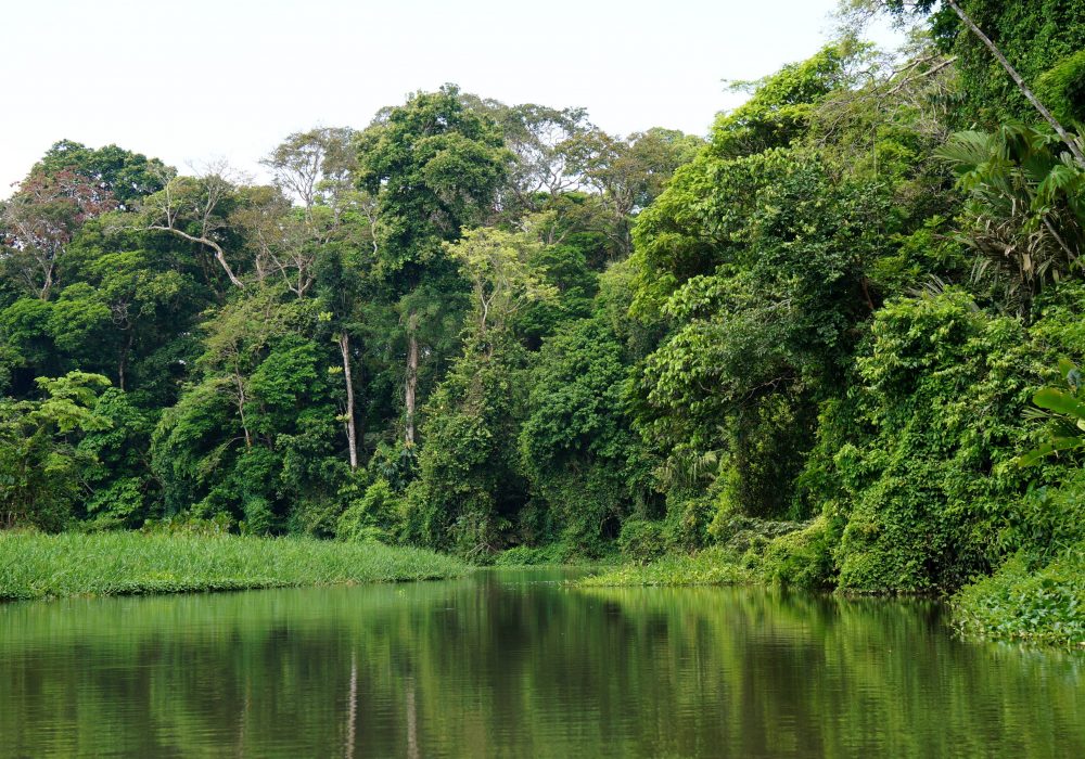 Balade en canoë tortuguero - costa rica