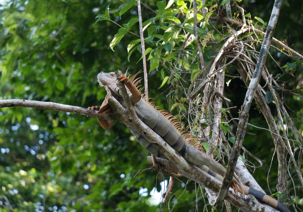 Iguane tortuguero - costa rica