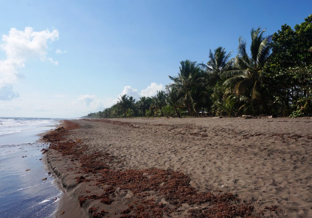 Plage de Tortuguero - costa rica