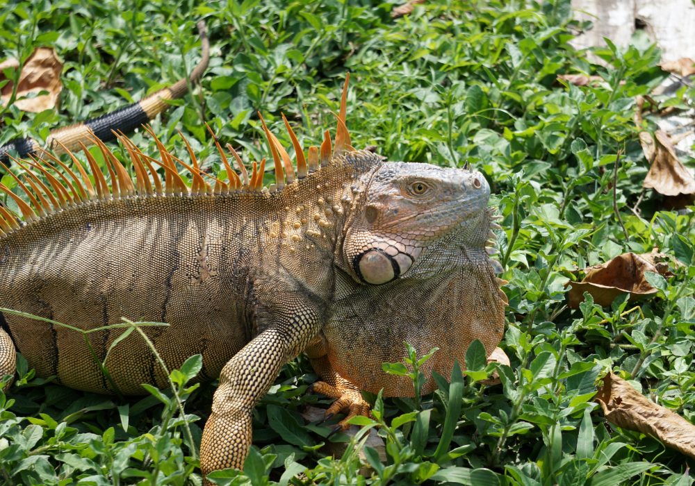 Iguane dans le village de Tortuguero - Costa rica