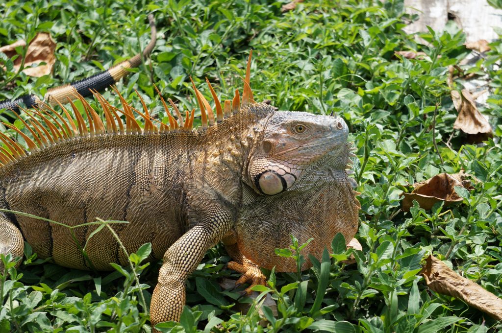 iguane tortuguero costa ric