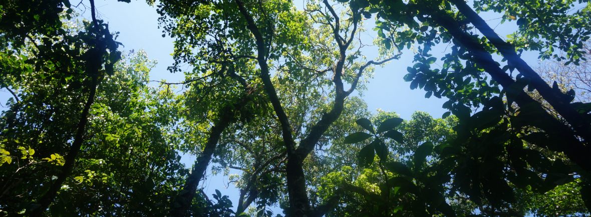 forêt parc national tortuguero costa rica