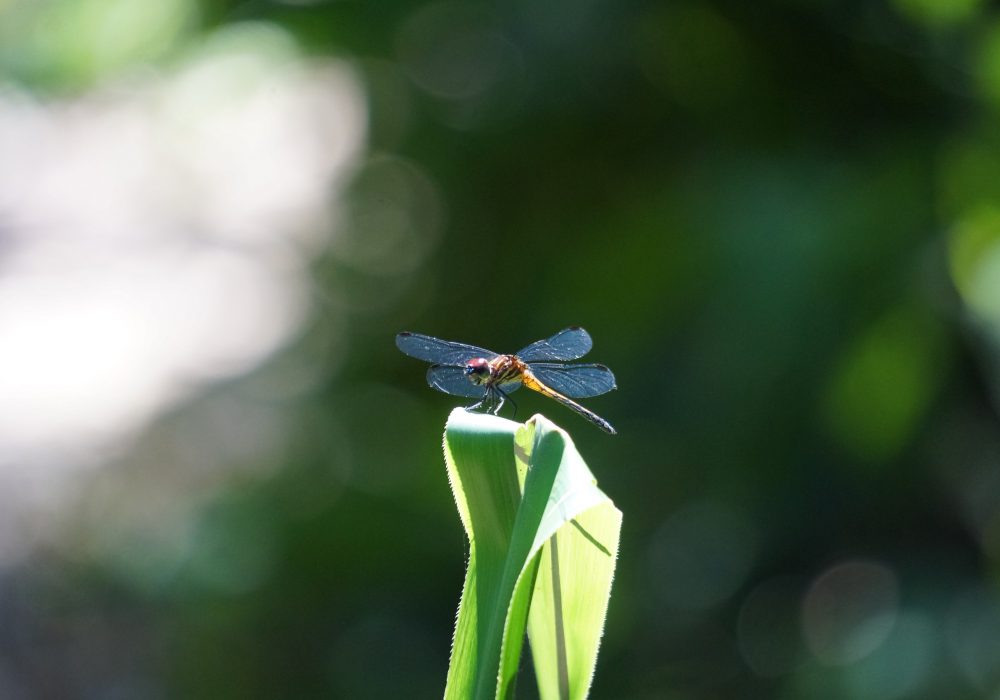 Libellule - Parc national de Tortuguero - Costa rica