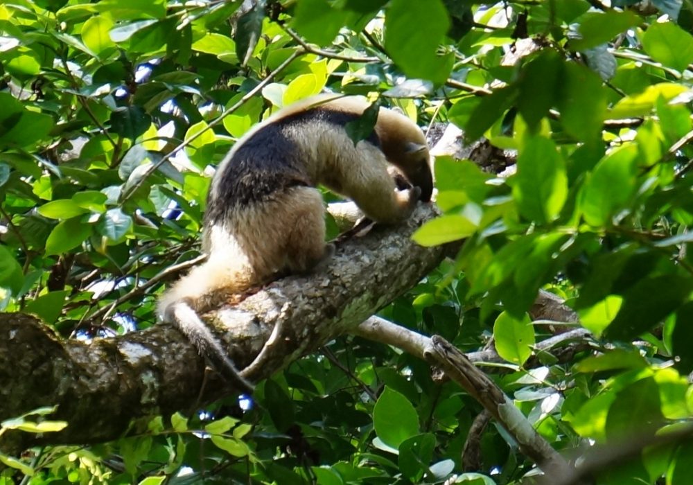 Tamandua du mexique (fourmilier) - Parc national de Tortuguero - costa rica