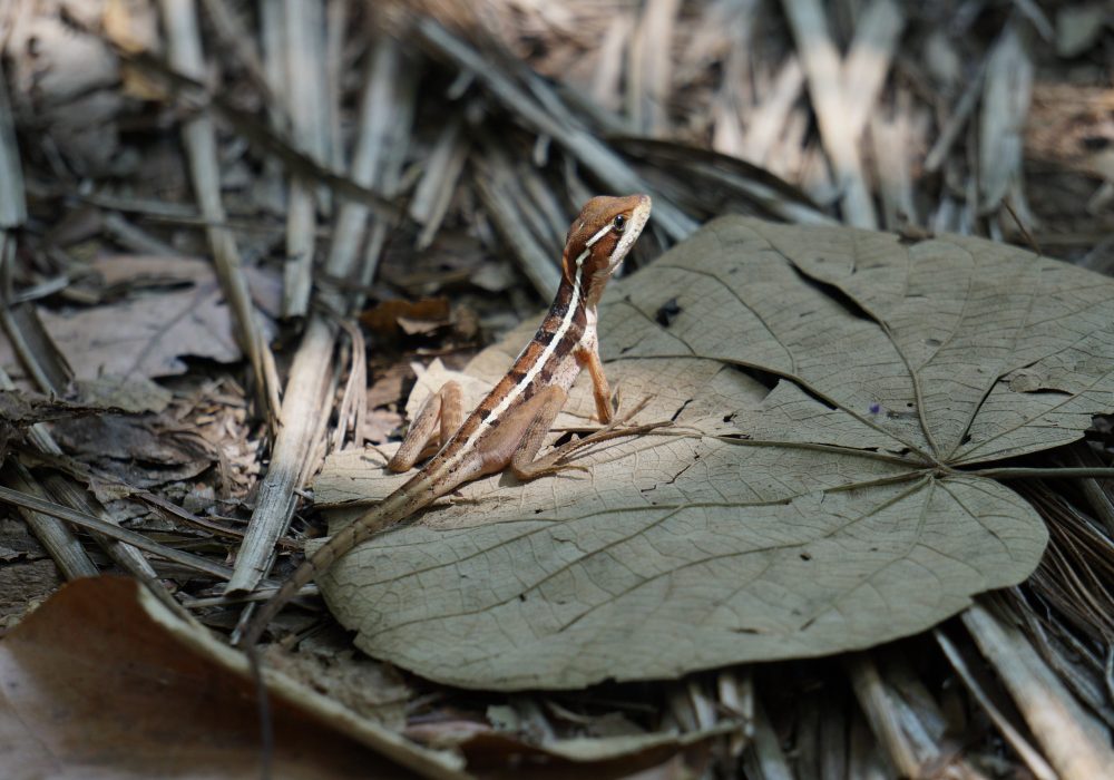 Lézard - Parc national de Tortuguero - costa rica