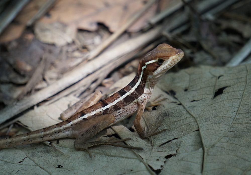 Lézard - Parc national de Tortuguero - Costa rica