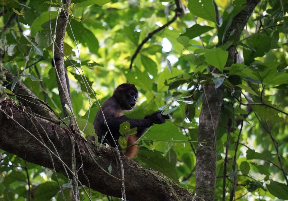 Singe Hurleur - Parc national de Tortuguero - costa rica