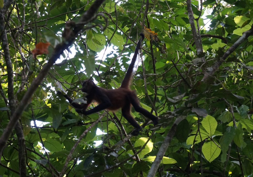 Singe araignée - Parc national de Tortuguero - costa rica