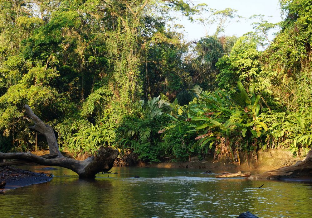 Parc national de Tortuguero - Costa rica