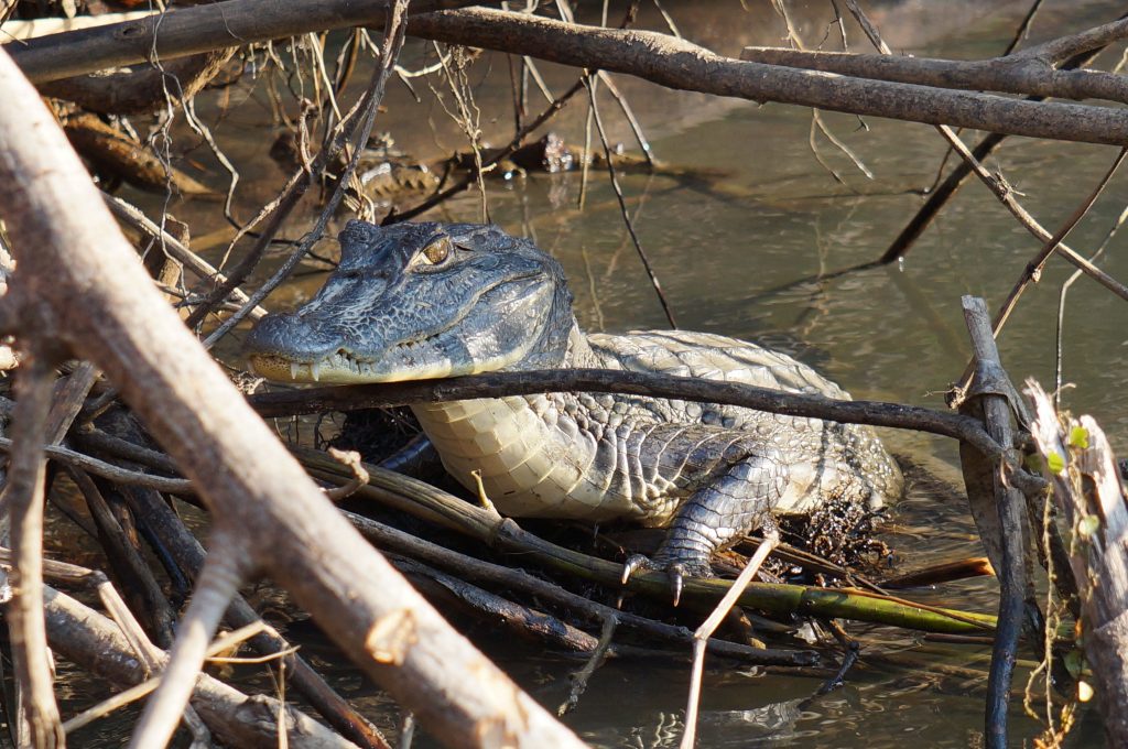 caiman costa rica tortuguero