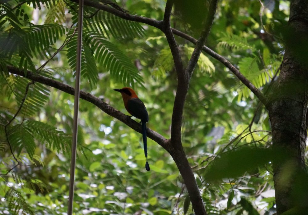 Oiseau Motmot roux - Réserve Tirimbina (Sarapiqui) - costa rica