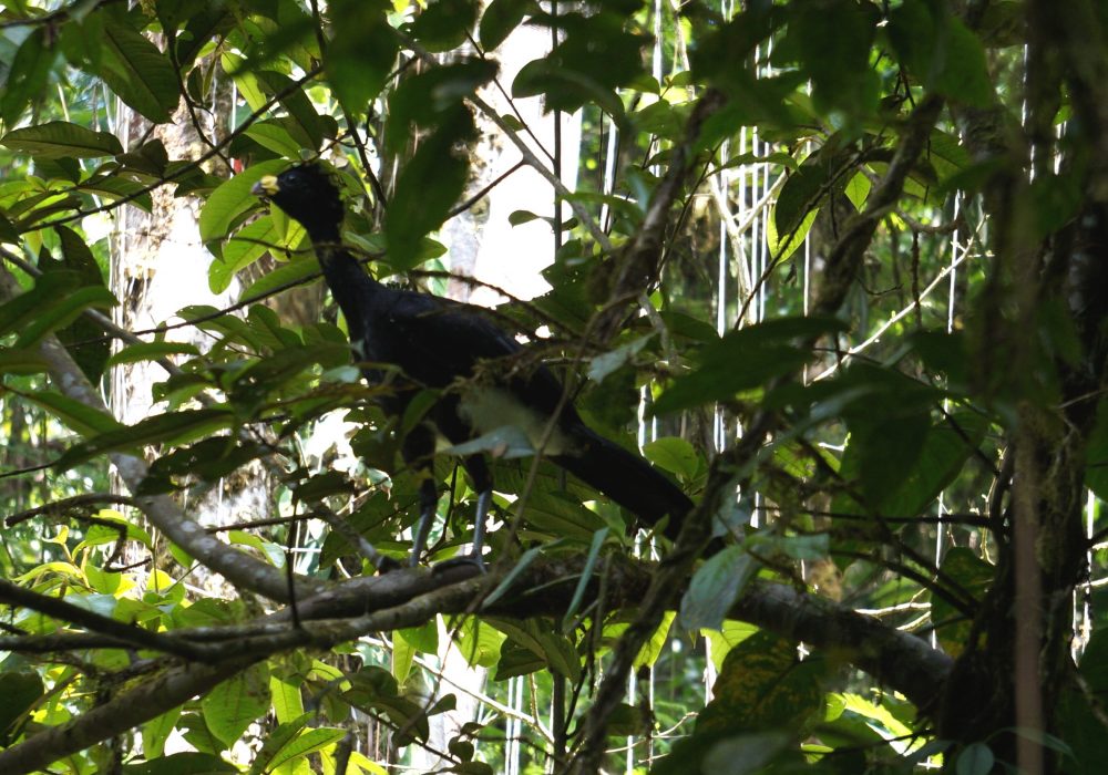 oiseau costa rica - Great curassow - réserve Tirimbina (Sarapiqui) - costa rica