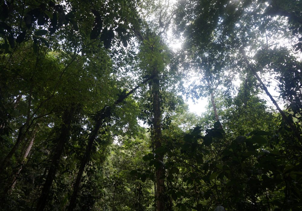 Forêt primaire réserve Tirimbina (Sarapiqui) - costa rica