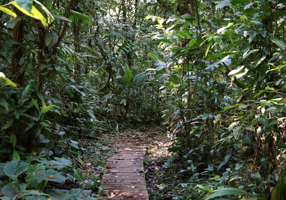 Forêt primaire réserve Tirimbina (Sarapiqui) - costa rica